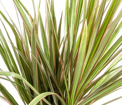 Dehner Drachenbaum & Yucca|Zimmerpalmen - Drachenbaum - Dracaena marginata 'Bicolor'