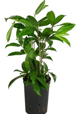 Dehner Drachenbaum - Dracaena surculosa, Hydrokultur