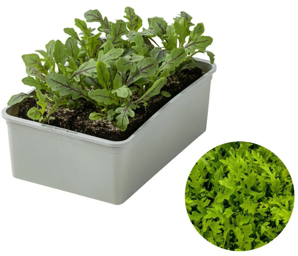 Dehner Kohl- & Salatpflanzen > Drachenzungenrucola, 6er Schale