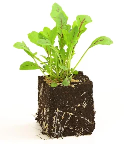 Dehner Kohl- & Salatpflanzen > Drachenzungenrucola, 6er Schale