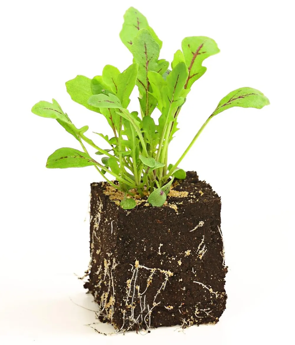 Dehner Kohl- & Salatpflanzen > Drachenzungenrucola, 6er Schale