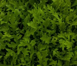 Dehner Kohl- & Salatpflanzen > Drachenzungenrucola, 6er Schale