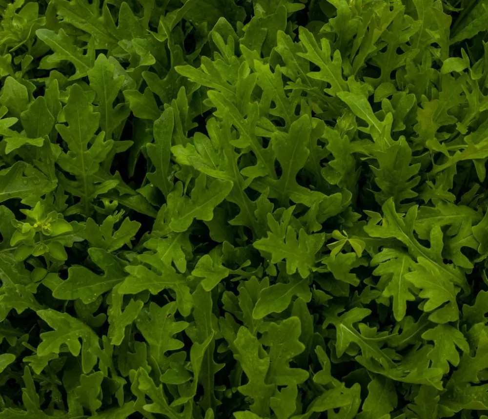 Dehner Kohl- & Salatpflanzen > Drachenzungenrucola, 6er Schale