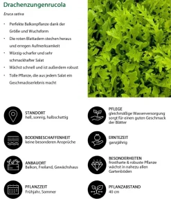 Dehner Kohl- & Salatpflanzen > Drachenzungenrucola, 6er Schale