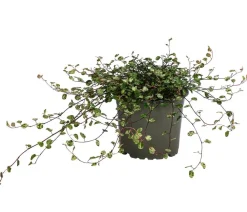 Dehner Hängepflanzen|Grünpflanzen > Drahtstrauch - Muehlenbeckia complexa 'Pink Camouflage'