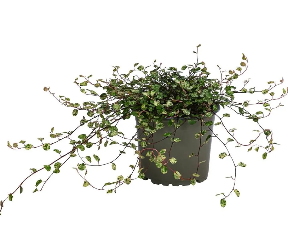 Dehner Hängepflanzen|Grünpflanzen > Drahtstrauch - Muehlenbeckia complexa 'Pink Camouflage'