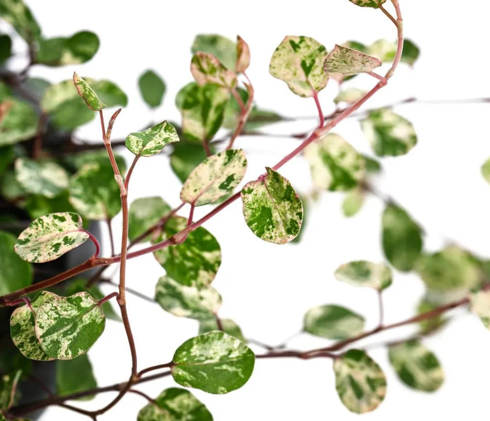 Dehner Hängepflanzen|Grünpflanzen > Drahtstrauch - Muehlenbeckia complexa 'Pink Camouflage'