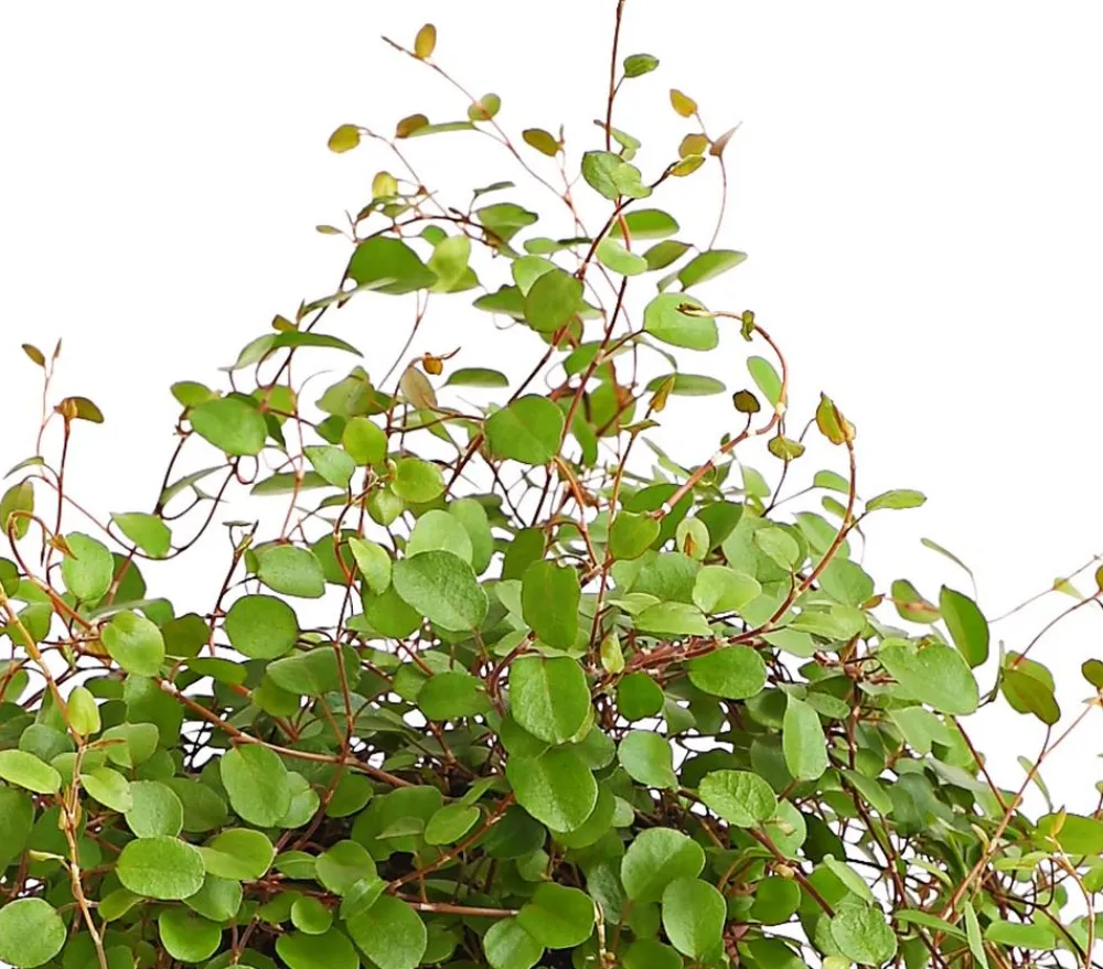 Dehner Grabschmuck & Grabgestaltung|Grünpflanzen > Drahtstrauch - Muehlenbeckia complexa
