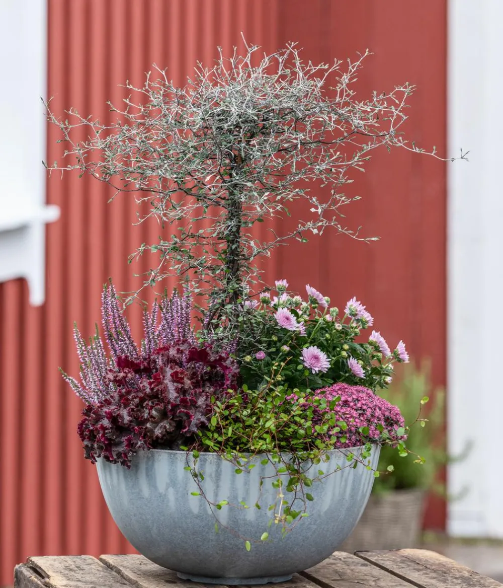 Dehner Grabschmuck & Grabgestaltung|Grünpflanzen > Drahtstrauch - Muehlenbeckia complexa