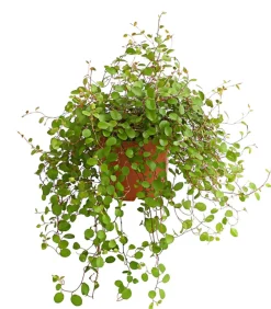 Dehner Grabschmuck & Grabgestaltung|Grünpflanzen > Drahtstrauch - Muehlenbeckia complexa