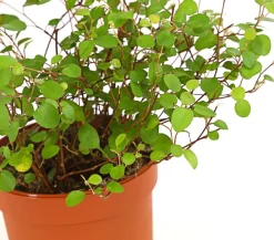 Dehner Drahtstrauch - Muehlenbeckia complexa Grün Clearance