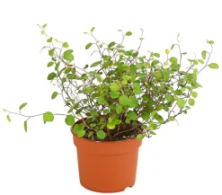 Dehner Drahtstrauch - Muehlenbeckia complexa Grün Clearance