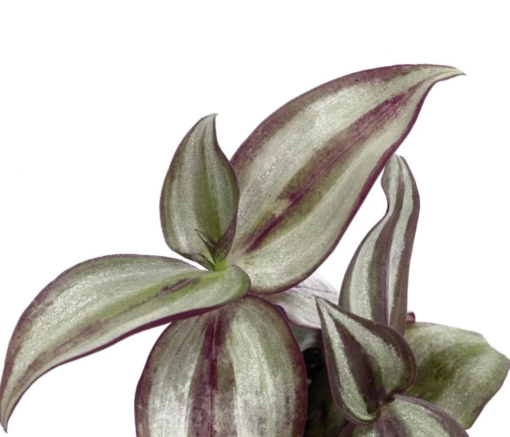 Dehner Dreimasterblume - Tradescantia 'Purple Passion'