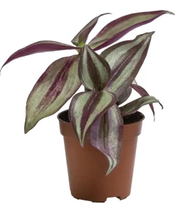 Dehner Dreimasterblume - Tradescantia 'Purple Passion'