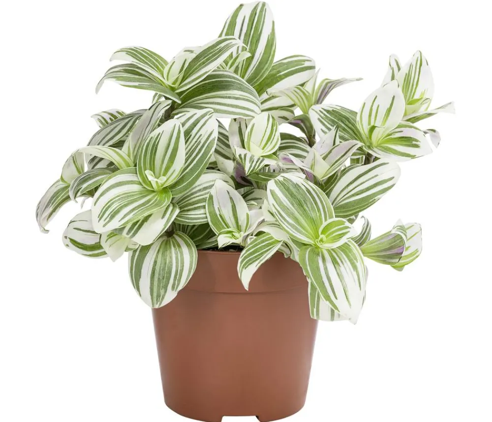 Dehner Grünpflanzen > Dreimasterblume - Tradescantia zebrina 'Brightness'