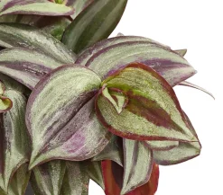 Dehner Grünpflanzen - Dreimasterblume - Tradescantia zebrina 'Pink Joy'