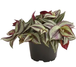 Dehner Grünpflanzen - Dreimasterblume - Tradescantia zebrina 'Pink Joy'
