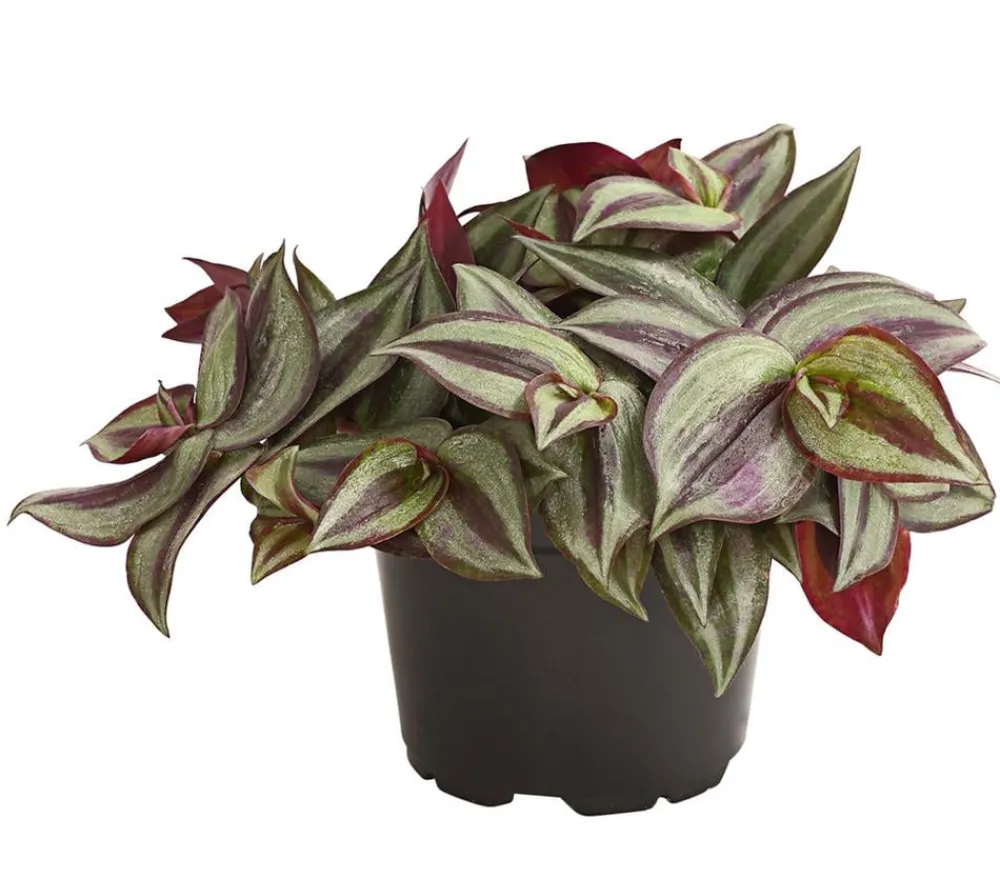 Dehner Grünpflanzen - Dreimasterblume - Tradescantia zebrina 'Pink Joy'