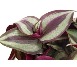 Dehner Hängepflanzen|Grünpflanzen > Dreimasterblume - Tradescantia zebrina 'Pink Joy'