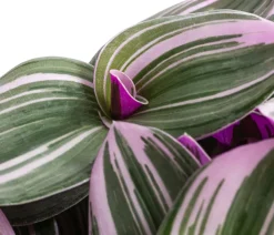 Dehner Hängepflanzen|Grünpflanzen - Dreimasterblume - Tradescantia zebrina 'Nanouk'