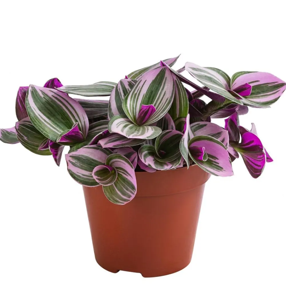 Dehner Hängepflanzen|Grünpflanzen - Dreimasterblume - Tradescantia zebrina 'Nanouk'