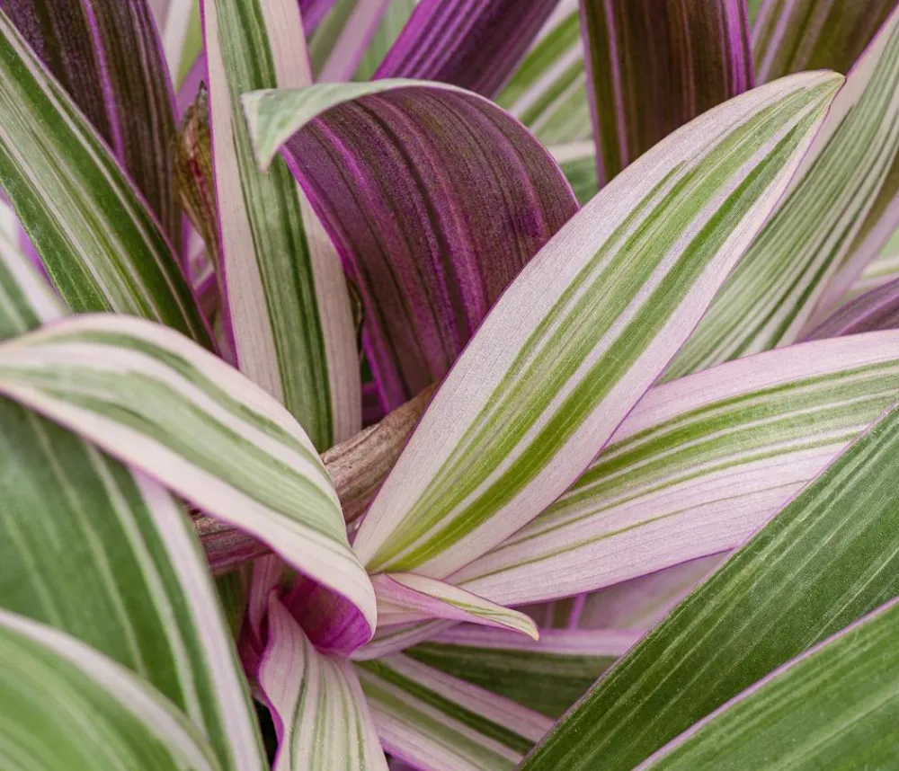 Dehner Dreimasterblume - Tradescantia 'Spathacea' Online