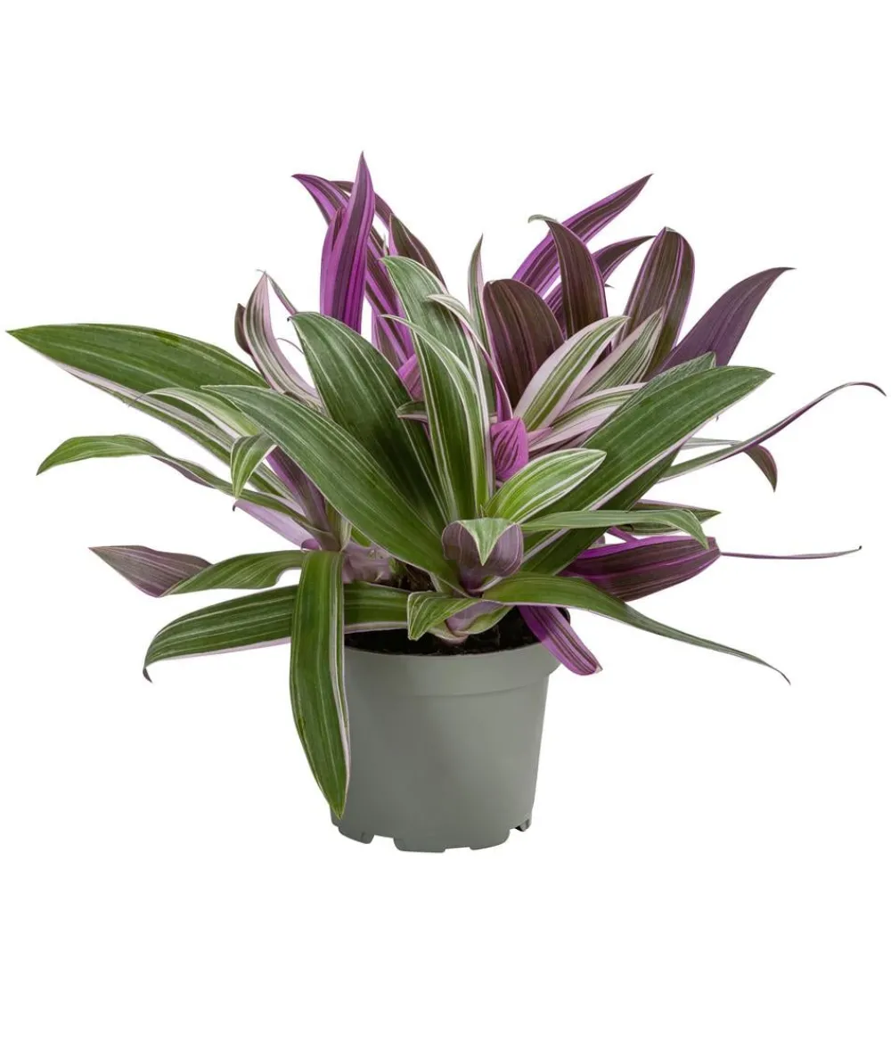 Dehner Dreimasterblume - Tradescantia 'Spathacea' Online