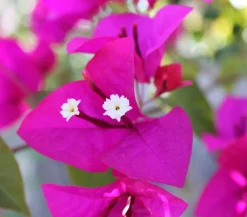 Dehner Terrassenpflanzen > Drillingsblume, Busch