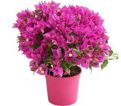Dehner Terrassenpflanzen > Drillingsblume, Busch