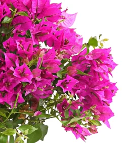 Dehner Drillingsblume, Ministamm Pink