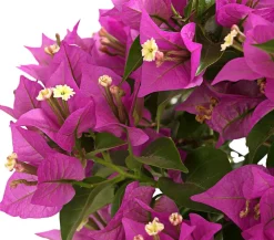 Dehner Terrassenpflanzen - Drillingsblume, Ministamm Pink