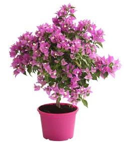 Dehner Terrassenpflanzen - Drillingsblume, Ministamm Pink