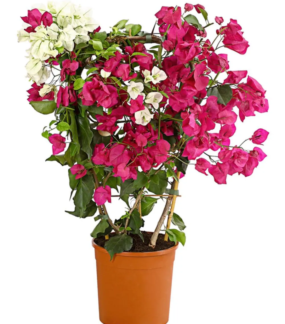 Dehner Terrassenpflanzen - Drillingsblumen-Duo, Spalier