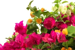 Dehner Terrassenpflanzen - Drillingsblumen-Trio, Stämmchen