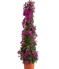 Dehner Drillingsblume, Pyramide/Spalier Pink Sale