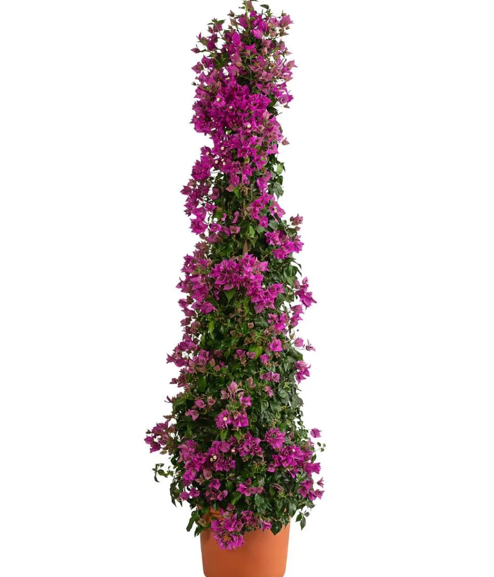 Dehner Drillingsblume, Pyramide/Spalier Pink Sale