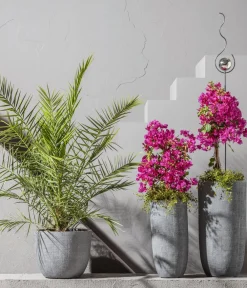 Dehner Terrassenpflanzen - Drillingsblume, Pyramide/Spalier Pink