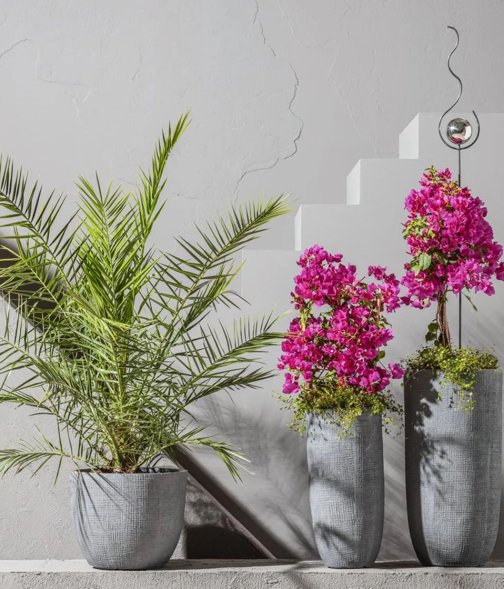Dehner Terrassenpflanzen - Drillingsblume, Pyramide/Spalier Pink