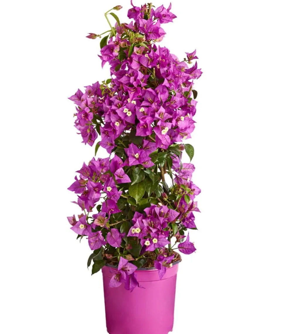 Dehner Terrassenpflanzen - Drillingsblume, Pyramide/Spalier Pink