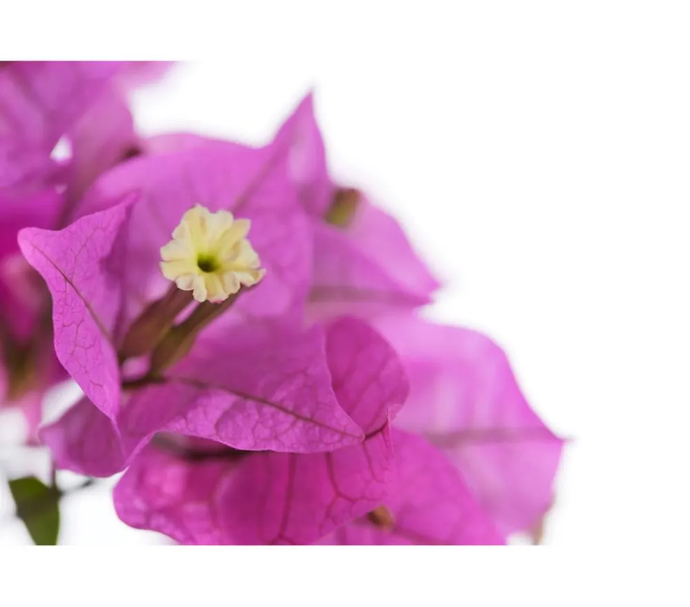 Dehner Terrassenpflanzen - Drillingsblume, Pyramide/Spalier Pink