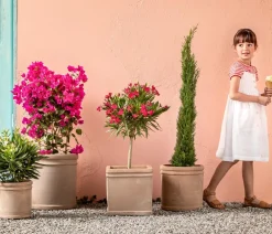 Dehner Terrassenpflanzen - Drillingsblume 'Renate', Spalier Pink