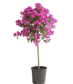Dehner Terrassenpflanzen > Drillingsblume, Stämmchen