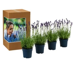 Dehner Lavendel|Gräser- & Stauden-Sets > Duft- 'Felice', 4er-Set