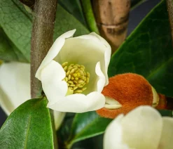 Dehner Duft-Magnolie 'Vanilla Pearls' Weiß New