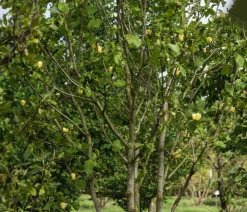 Dehner Laubgehölze|Magnolien > Duft-Magnolie 'Yellow Bird'