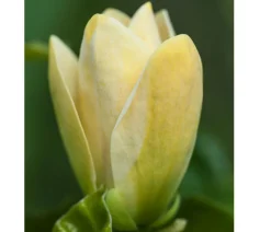 Dehner Laubgehölze|Magnolien > Duft-Magnolie 'Yellow Bird'