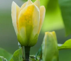 Dehner Laubgehölze|Magnolien > Duft-Magnolie 'Yellow Bird'