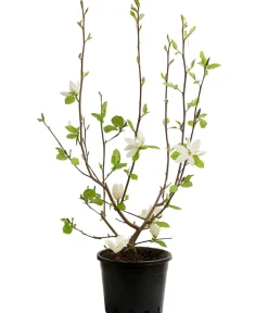 Dehner Duft-Magnolie 'Yellow Bird' Gelb Clearance
