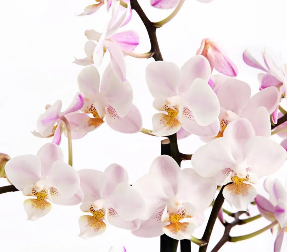 Dehner Orchideen > Duft-Orchidee - Phalaenopsis-Hybride 'Flacon Solaire'