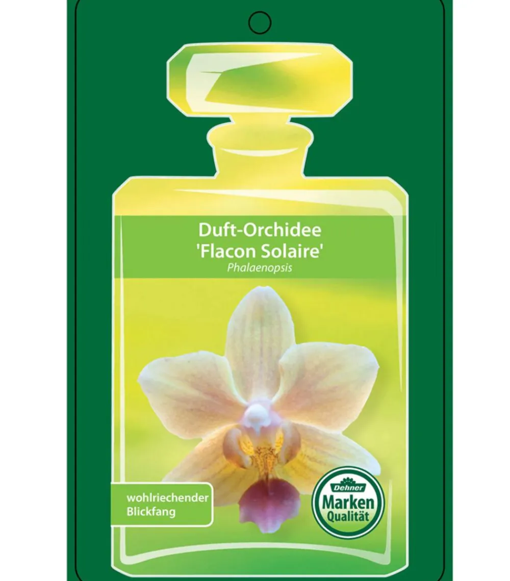 Dehner Orchideen > Duft-Orchidee - Phalaenopsis-Hybride 'Flacon Solaire'